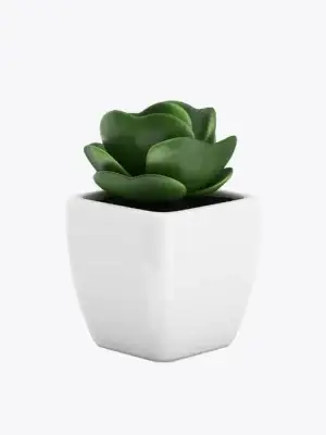 Sollicitudin Aliquam