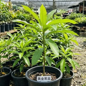 Abiu Fruit Seedling