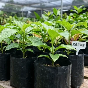 Black Face General Seedling