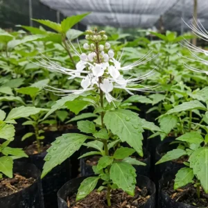 Cat’s Whiskers Seedling