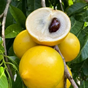Abiu Fruit (1kg)