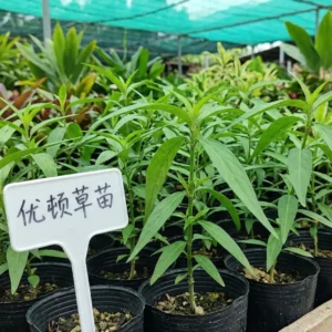 Sabah Snake Grass Seedling